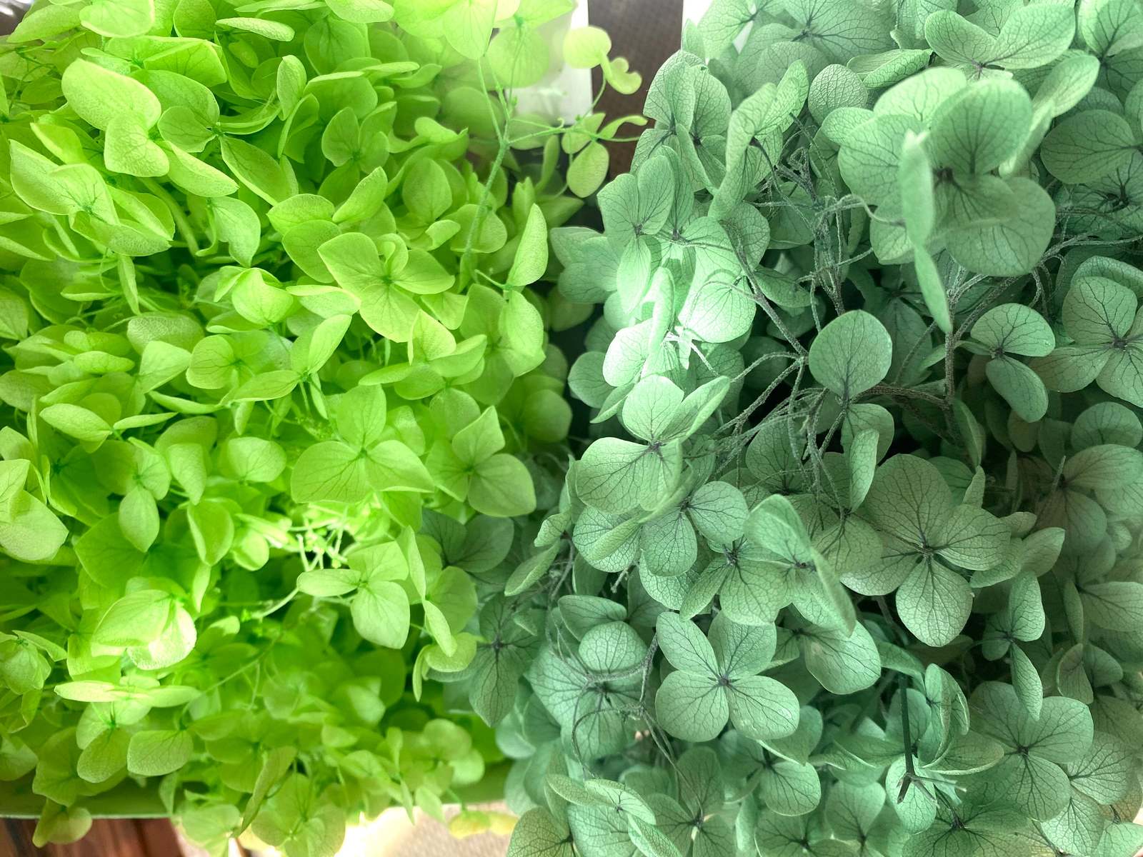 10g Green Flower, Preserved Flower Hydrangea, Preserved Flowers, Nature ... - $7.00