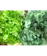 10g Green Flower, Preserved Flower Hydrangea, Preserved Flowers, Nature ... - $7.00