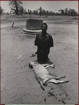 1973 Pressens Bild AB Photo Sweden West Africa Senegal Drought Dead Calf - £19.13 GBP
