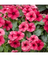 Periwinkle Tattoo Raspberry Garden Flower Seeds 50 Seeds Fresh USA Fast Shipping - $18.99