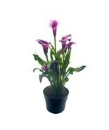 Purple Calla Lily, 6 inch, Arum-lily Zantedeschia aethiopica, House Plant - $867.98 MXN