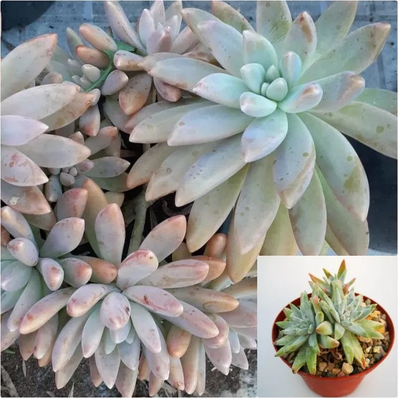 Dudleya greenei Rose succulent 4&quot; Plant Greenes liveforever Pot Live Plant  - €20,27 EUR
