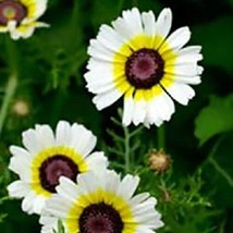 50 Chrysanthemum Polar Star Annual Flower Seeds Deer Resistant GiftFrom US  - £6.58 GBP