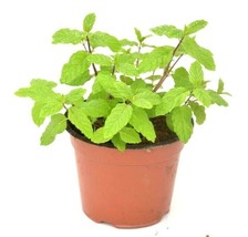 USA SELLER Spearmints Chocolate Mints Live Menthol Mints Herb Plant Seed Pepperm - £9.70 GBP