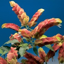 15 Seeds Shrimp Plant Flowers Fresh Seeds - $10.00