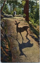 Wild Deer In The Rockies Postcard Posted 1949 - £7.07 GBP