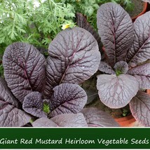 Vegetable Seeds Giant Red Mustard Greens 100 Seeds Fresh Seeds From US - £12.00 GBP