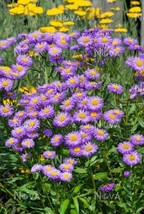 50 Erigeron Azure Fairy Purple Aka Fleabane Ground Cover Flower Seeds Garden - £9.98 GBP