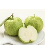 HT Queen Guava Large-White Seedsless Guava Psidium Guajava 10 Seeds Gard... - $21.13