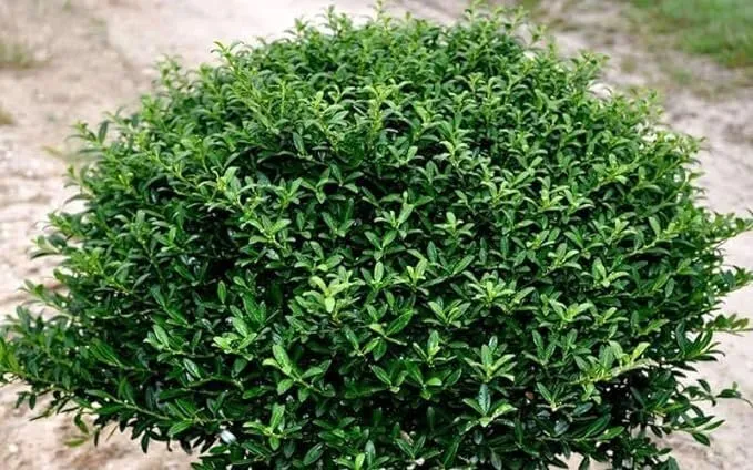 Primary image for Soft Touch Compact Japanese Holly Live Quart Size Plants Dense