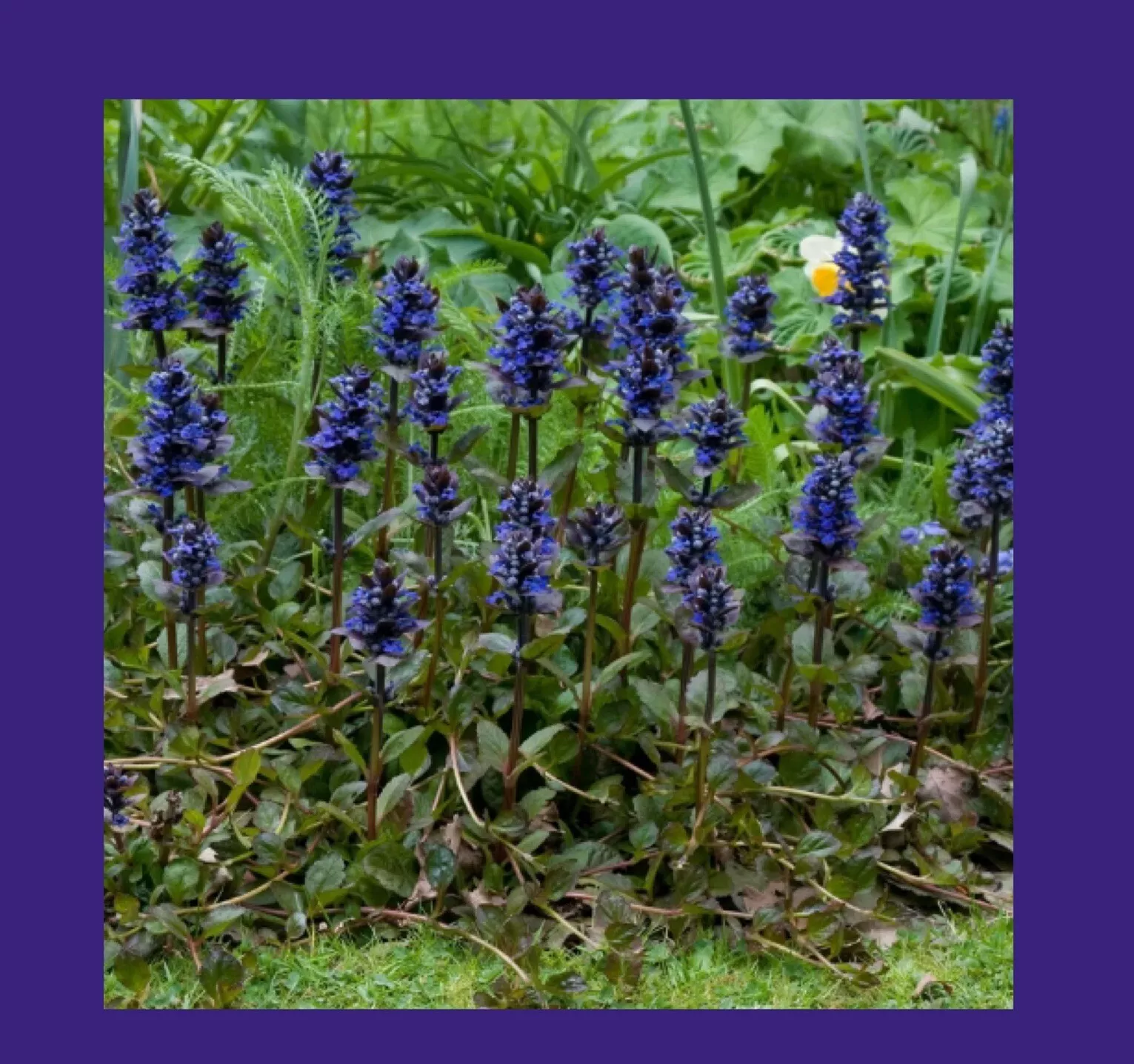 ?? 6 Ajuga Plants~Blue  Bugleweed ~Perennial ~Ground Cover~Stunning Color - $15.77