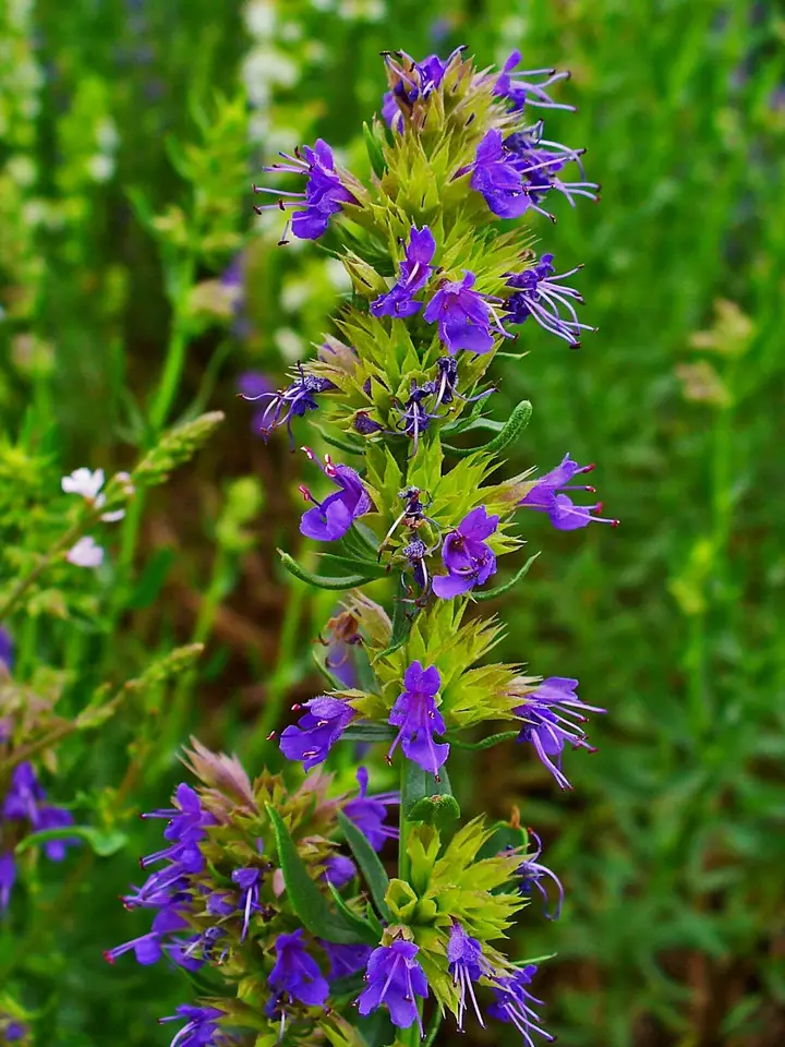 Semilir Hyssop Common Herb Heirloom Perennial Non-Gmo 500 Seeds - £7.46 GBP