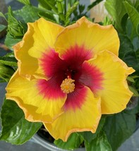 3 To 5 Inches Tall Exotic Yellow Hibiscus Starter Live Plant Gardening - £24.68 GBP