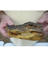 (G-Def-105) 6-1/8&quot; Deformed Gator ALLIGATOR Aligator HEAD teeth TAXIDERM... - $100.96 CAD