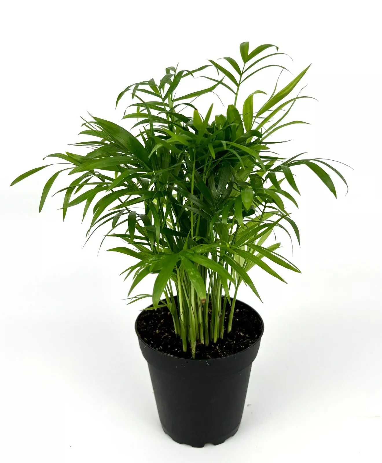 Parlor Palm Chamaedorea Neanthe Bella 8-12&quot; Air Purifying Houseplant 4” ... - £20.76 GBP