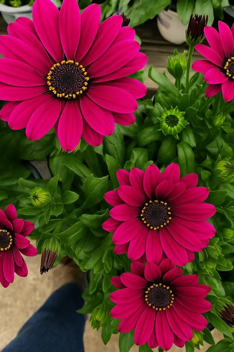 200 Magenta Cape Daisy Seeds, Pollinator Friendly, Easy to Grow - €11,11 EUR