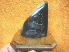 ak-moose-104) GENUINE MOOSE HOOF Duck etched display Alaskan Eskimo art ... - £71.70 GBP