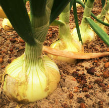 1000 Seeds Extra Sweet Yellow Vidalia Onion - Hybrid F1, Non-GMO, Heirloom - £7.94 GBP