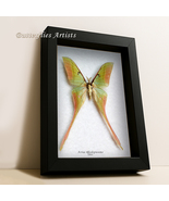 Large Pink Spirit Moth Actias Rhodopneuma Rare Real Framed Entomology Sh... - $255.35 CAD
