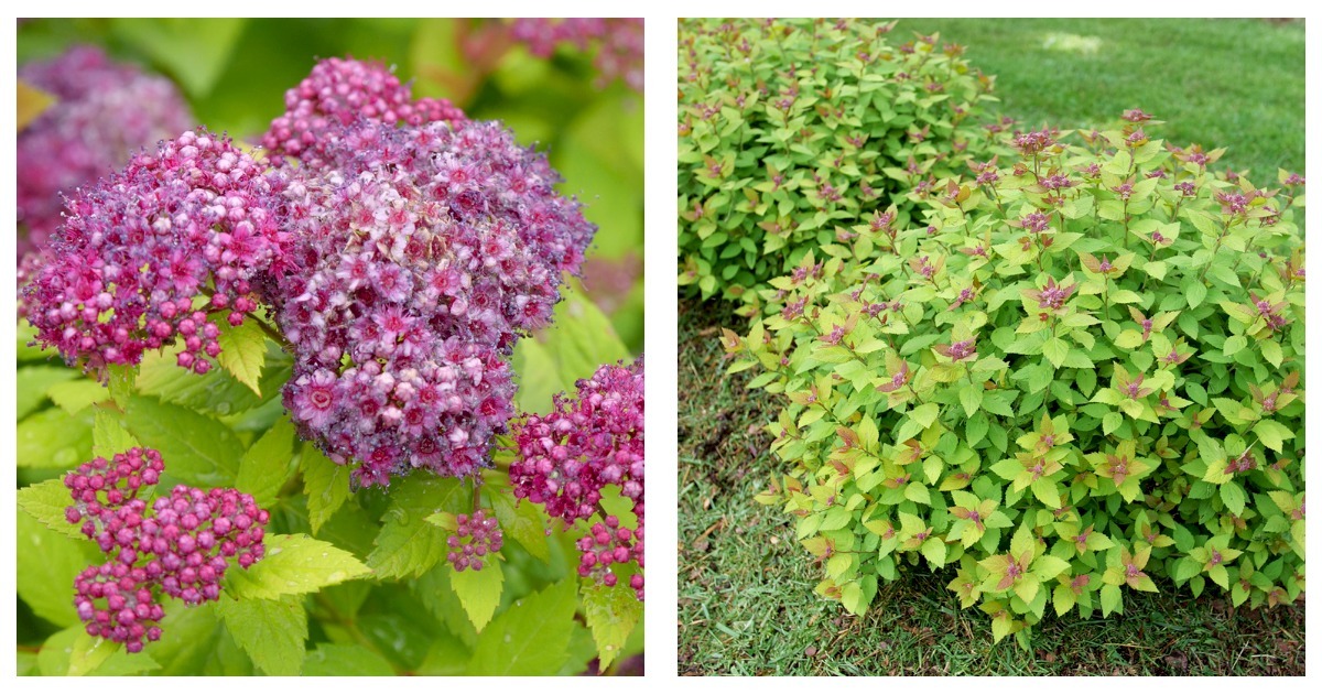 Primary image for Spiraea japonica - DOUBLE PLAY DOLLY - 4" Pot - Live Plant
