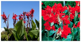 60 Canna, Red Seeds - Home and Garden - INTERNATIONAL SHIP - £21.57 GBP
