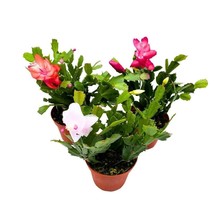 Christmas Cactus Assortment, 4 inch Set of 3 Holiday Cactus Thanksgiving, Easter - £29.72 GBP