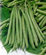 Slenderette Bush Bean Seeds, NON Gmo,organic 20+ Seeds, Great Tasting and Health - £3.97 GBP