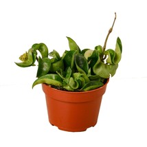 4&quot; Pot - Hoya Rope Plant - Houseplant - Living room - Gardening - FREE SHIP - £47.85 GBP