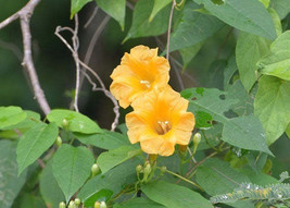 Jstore USA Ipomoea aurantiaca Chiapas Morning Glory 10 Fresh Seeds - £11.26 GBP