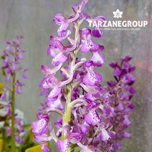 ANACAMPTIS MORIO “GREEN-WINGED ORCHID” EUROPEAN TERRESTRIAL ORCHID TUBER - $27.00