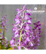 ANACAMPTIS MORIO “GREEN-WINGED ORCHID” EUROPEAN TERRESTRIAL ORCHID TUBER - $27.00