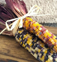 Red Husk Rainbow Ornamental Corn Glass Gem (Seed) - $5.66