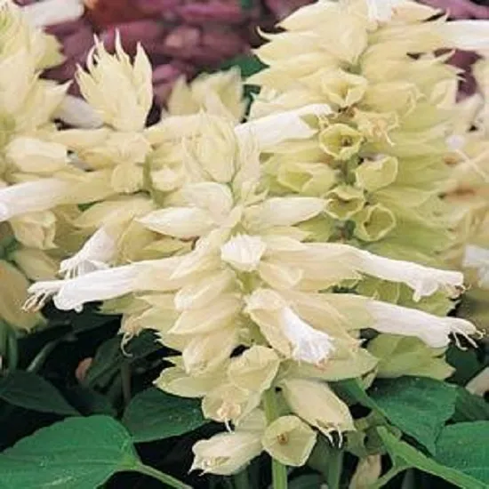 50 Salvia Seeds Vista White Flower Seeds Starts Nursery Fresh New - £8.38 GBP