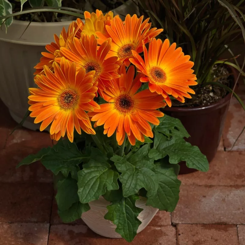 USA Seller 200 Majorette Gerbera Daisy Seeds New Fresh Fast Shipping - £8.19 GBP