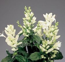 White Shrimp Aka White Candle Whitfieldia Longifolia best Starter plant - $29.75