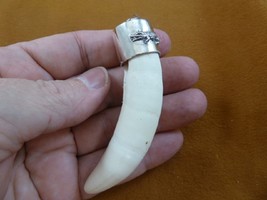 (G967-52) LARGE 3-3/8&quot; GATOR Alligator Tooth Teeth SILVER CAP gators Pen... - $246.99
