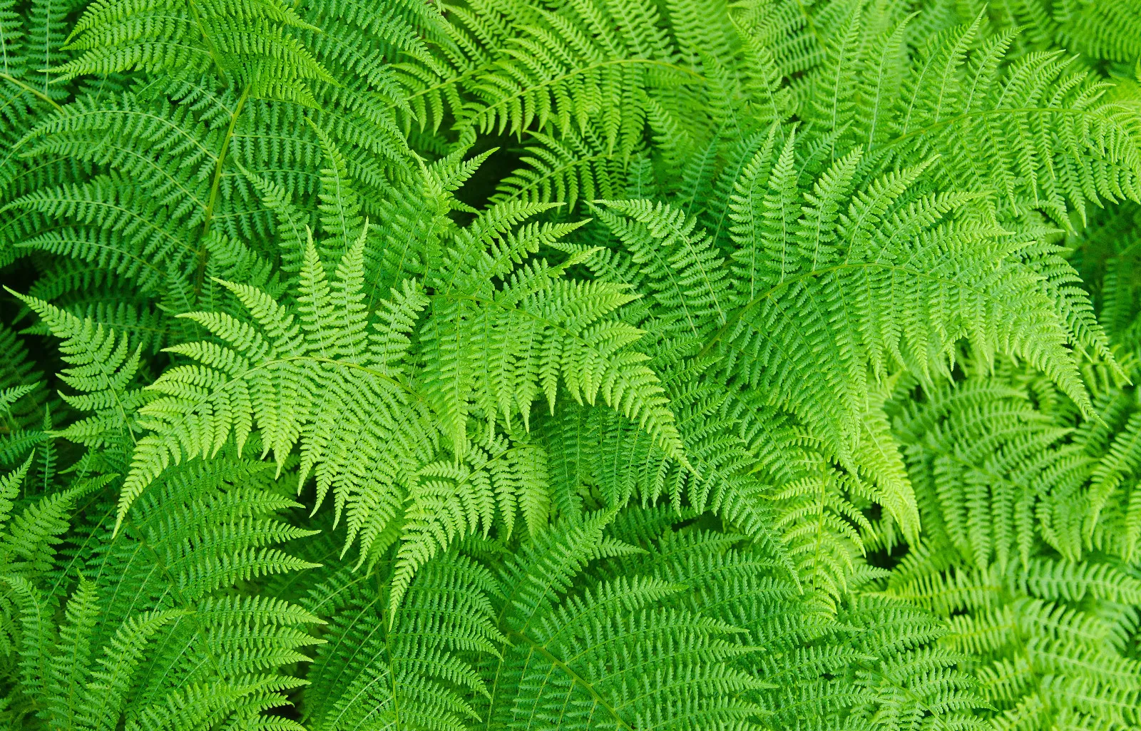 Lady Fern 1003 Spores Seeds - £14.39 GBP