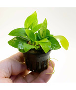 BUY 2 GET 1 FREE ANUBIAS NANA GOLDEN  1 POT- Aquatic Live Plants SUPER P... - $13.85
