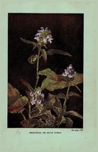 Vintage 1922 Flower Print Self-Heal Great Mullein 2 Side Flowers You Should Know - £13.96 GBP