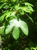 1 sassafras albidum 12-18&quot; bareroot plant - £2.00 GBP