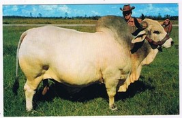 Florida Postcard Grand Champion Brahman Bull Emperor Manso 24 - £1.74 GBP
