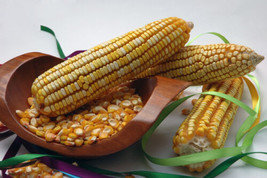 MBK Corn Reid&#39;S Yellow Dent Cornmeal 45 Seeds Groco Fresh Garden - $167.33 MXN