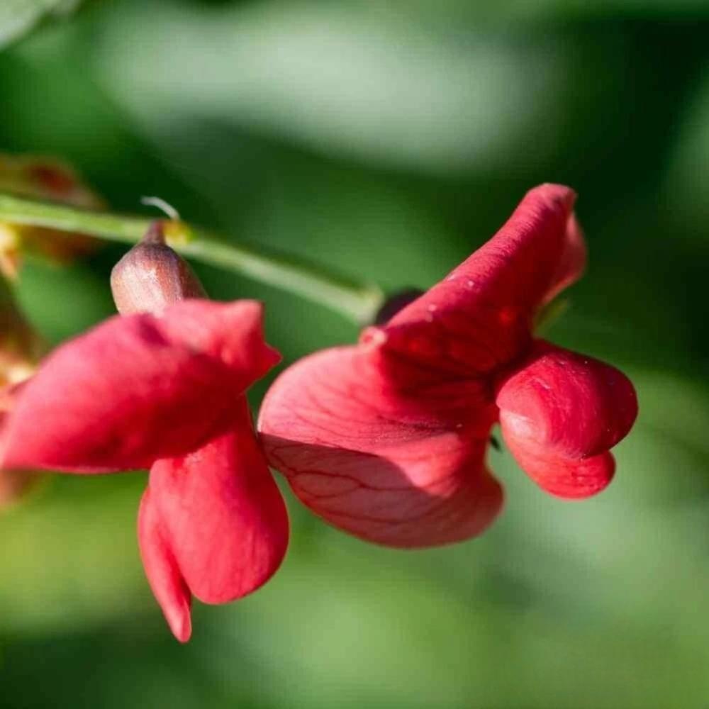 50+ Everlasting Red Sweet Pea Seeds | Fragrant Climbing Flowers - $16.50