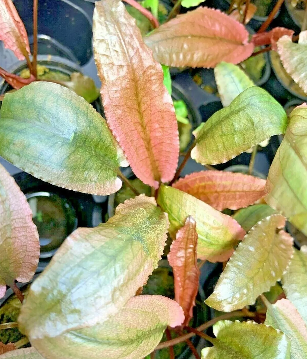 Cryptocoryne Pink Flamingo Pink Panther Live Aquarium Plants BUY 2 GET 1... - $41.99