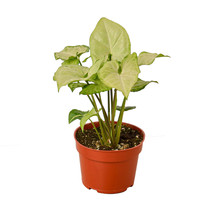 Live Plant - Syngonium White Butterfly - 4&quot; Pot - Gardening - Houseplant - £34.86 GBP