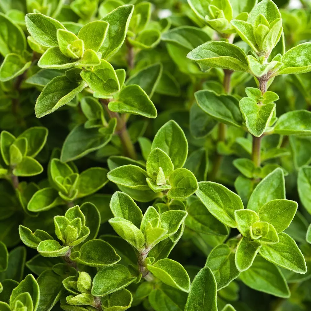 HGBO 4000 Italian Oregano Herb Seeds Origanum Vulgare Variety Sizes Bulk... - $8.52