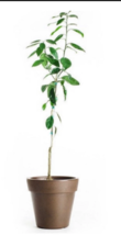 California only!!  Page Mandarin Tree 18-36&quot; tall, Grafted plant - £98.36 GBP