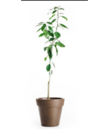 California only!!  Page Mandarin Tree 18-36&quot; tall, Grafted plant - $177.80 CAD