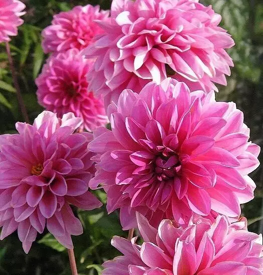 1 - LUCKY NUMBER Decorative Dahlia Bulb Tuber Clump GORGEOUS PERENNIAL U... - $44.91 CAD