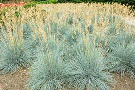 100 Blue Fescue Grass Seeds Festuca Cinerea Glauca Silvery Blue Ornament... - $5.58